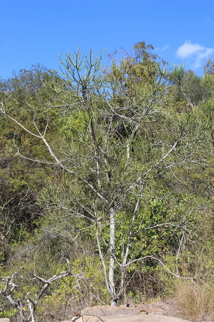 Euphorbia tirucalli