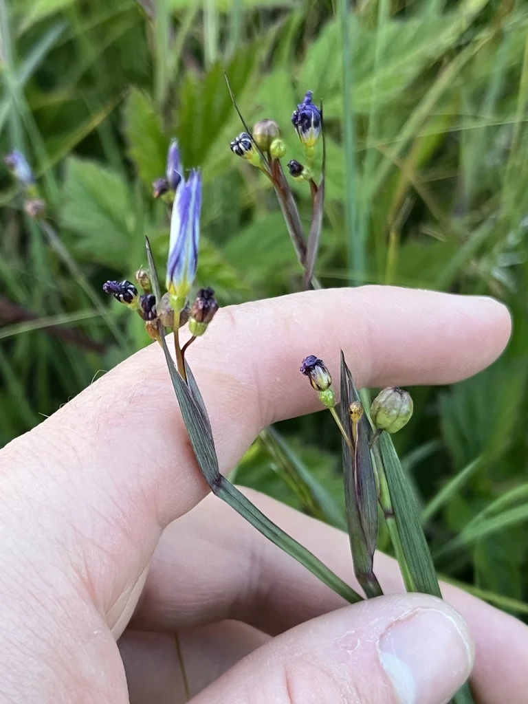 Sisyrinchium Idahoense