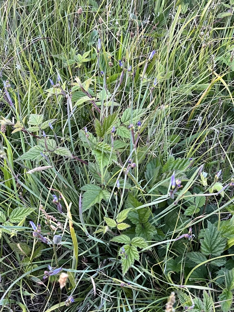 Sisyrinchium Idahoense