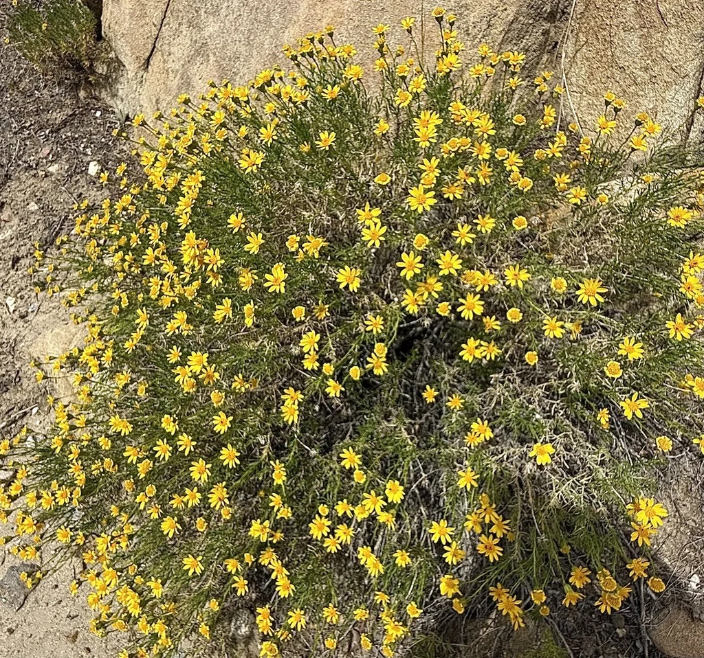 Ericameria Linearifolia