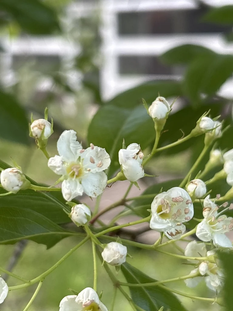 Crataegus Crus-Galli