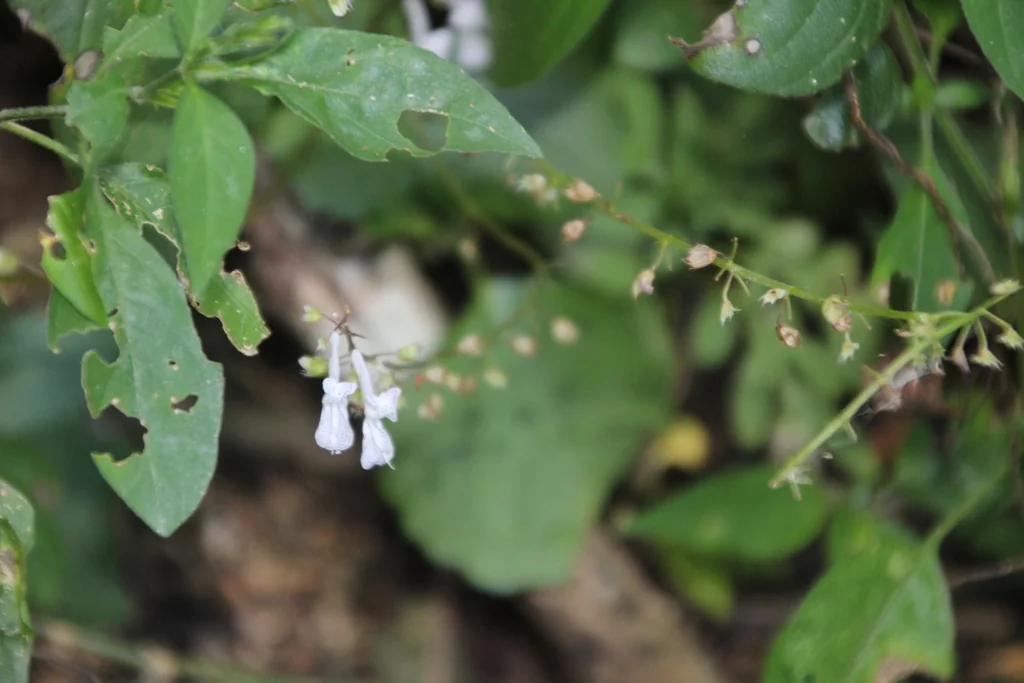 Plectranthus Verticillatus