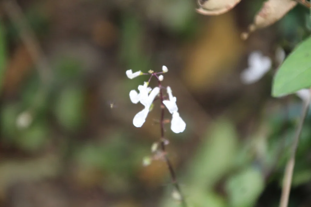 Plectranthus Verticillatus