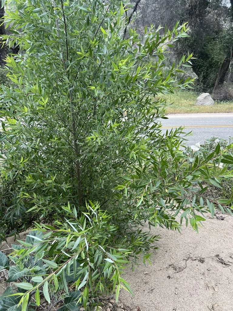 Salix Laevigata