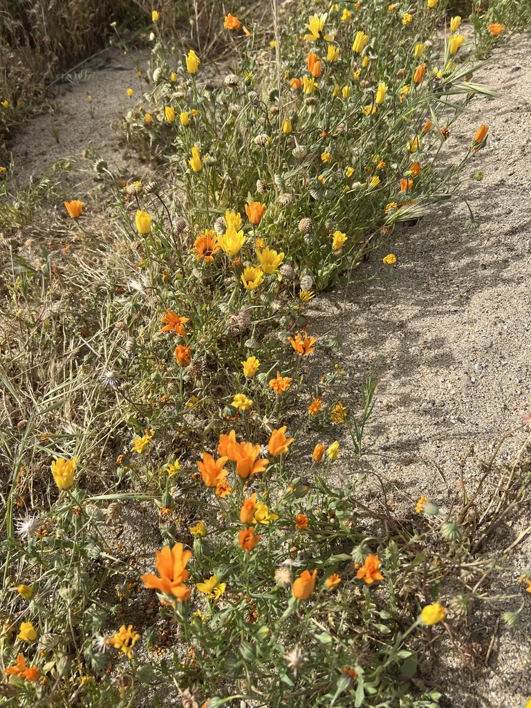 Dimorphotheca Aurantiaca