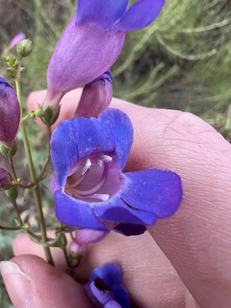 Penstemon Spectabilis