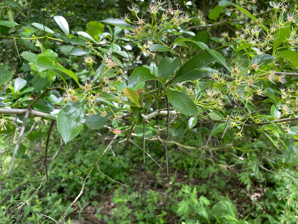 Crataegus Crus-Galli