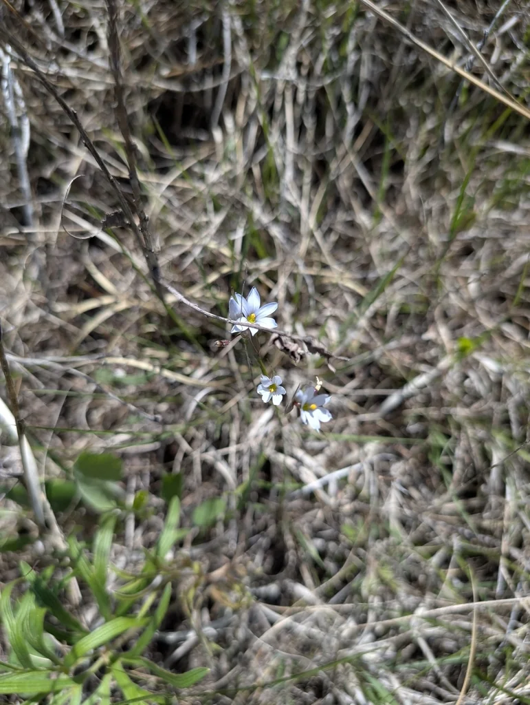 Sisyrinchium Campestre