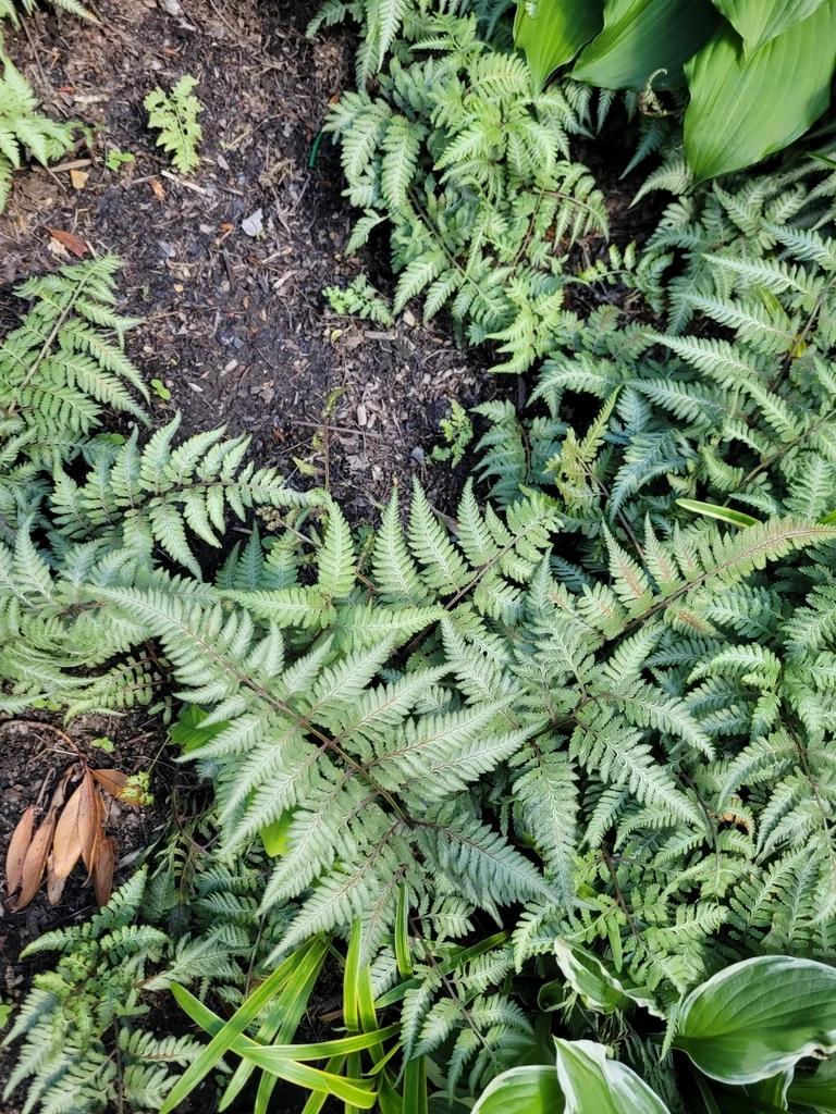Athyrium niponicum