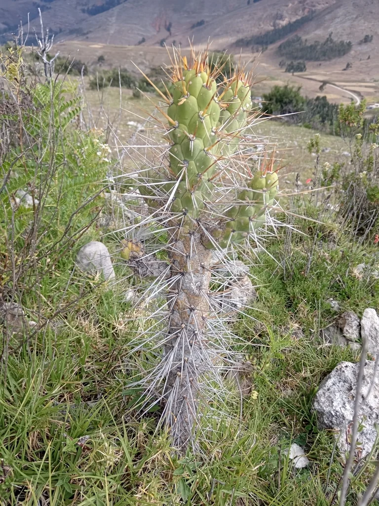 Opuntia Subulata