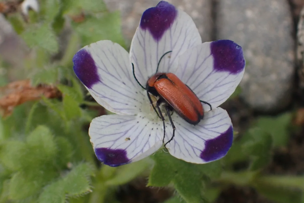 Nemophila Maculata