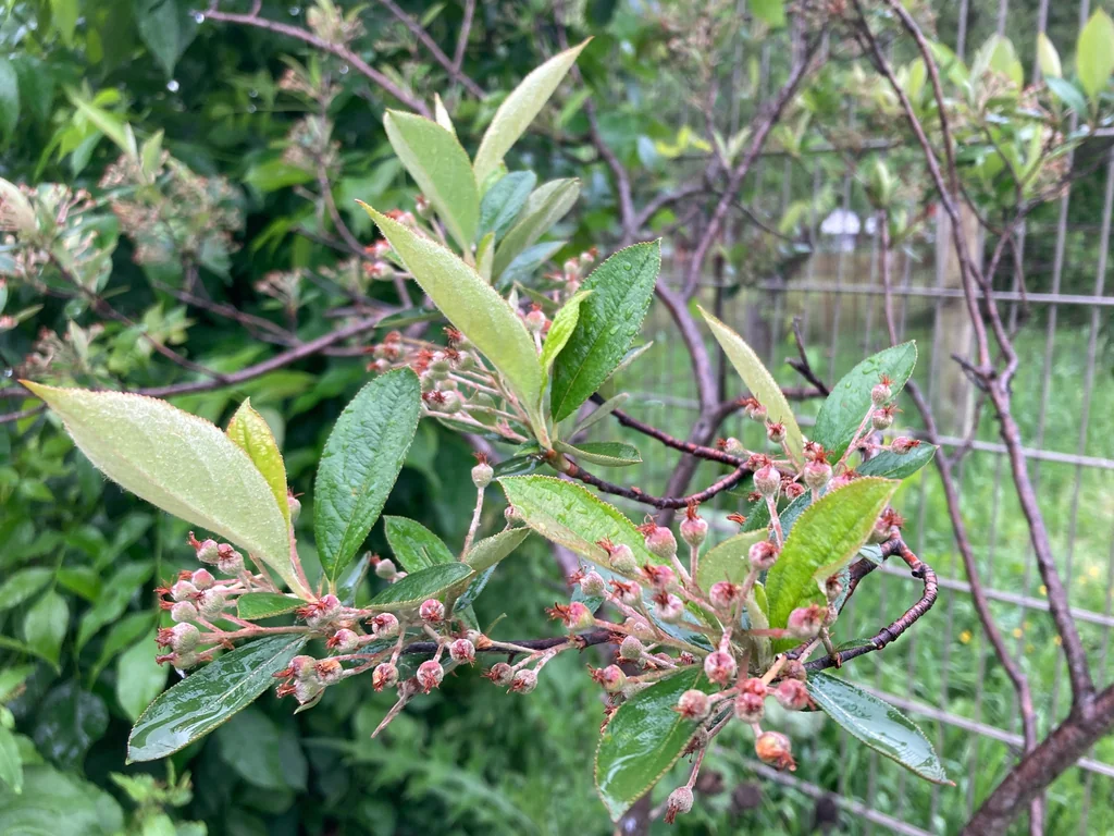 Aronia Arbutifolia