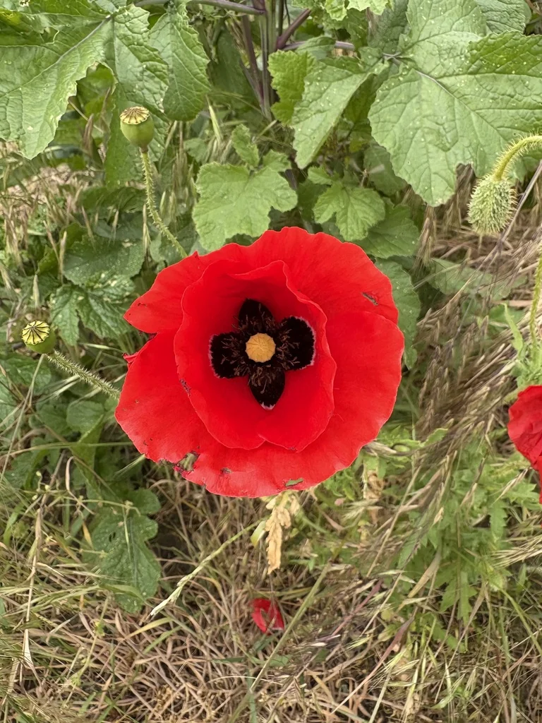 Papaver Orientale