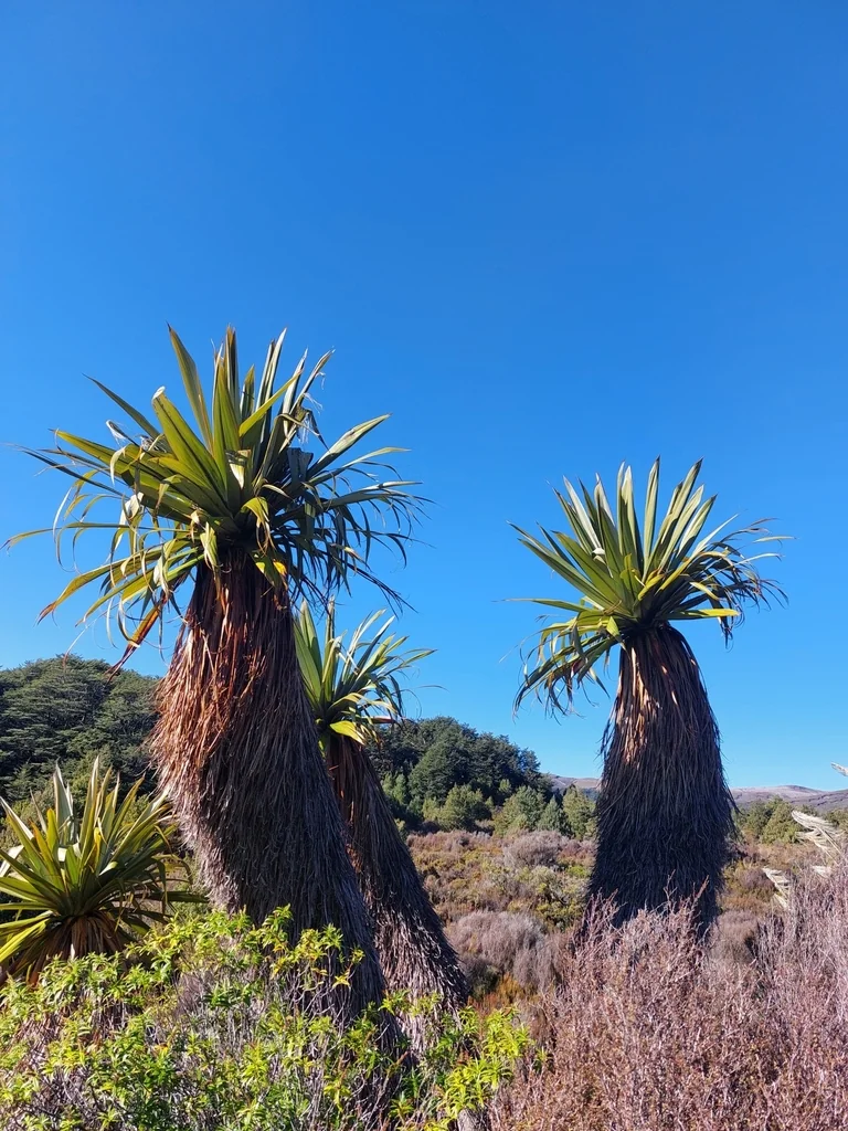 Cordyline Indivisa