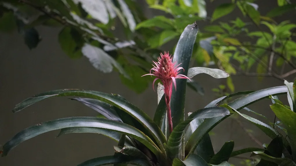 Aechmea Fasciata