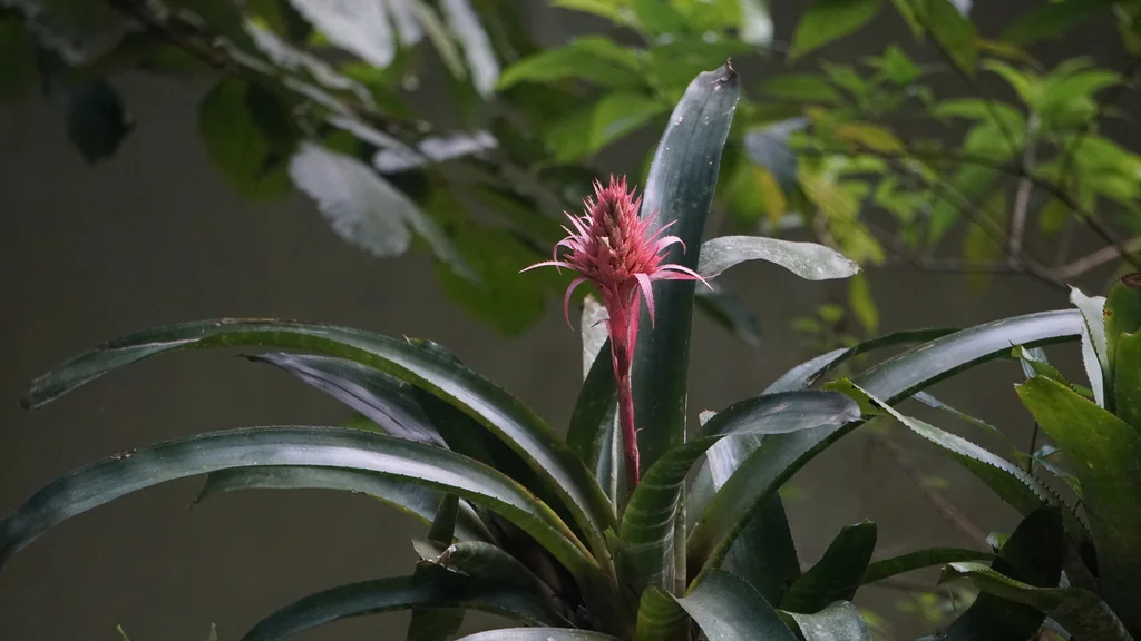 Aechmea Fasciata