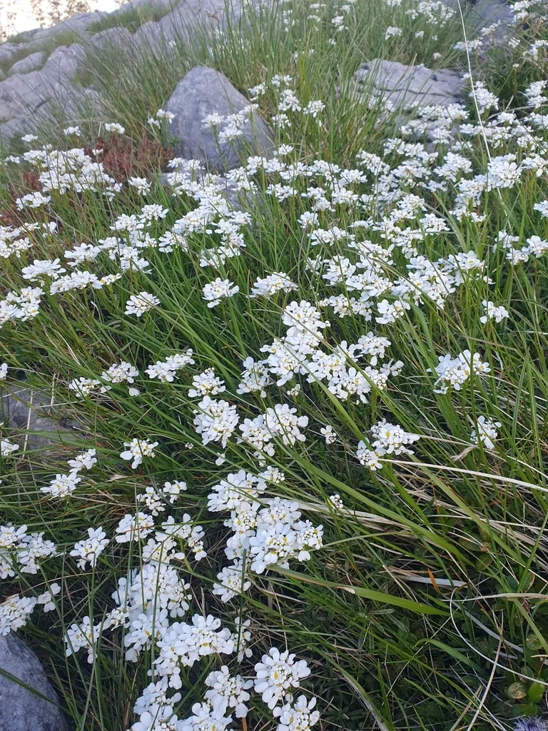 Iberis Sempervirens