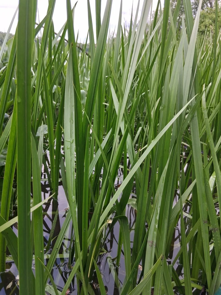 Acorus Calamus