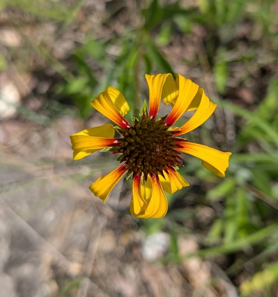 Echinacea Paradoxa