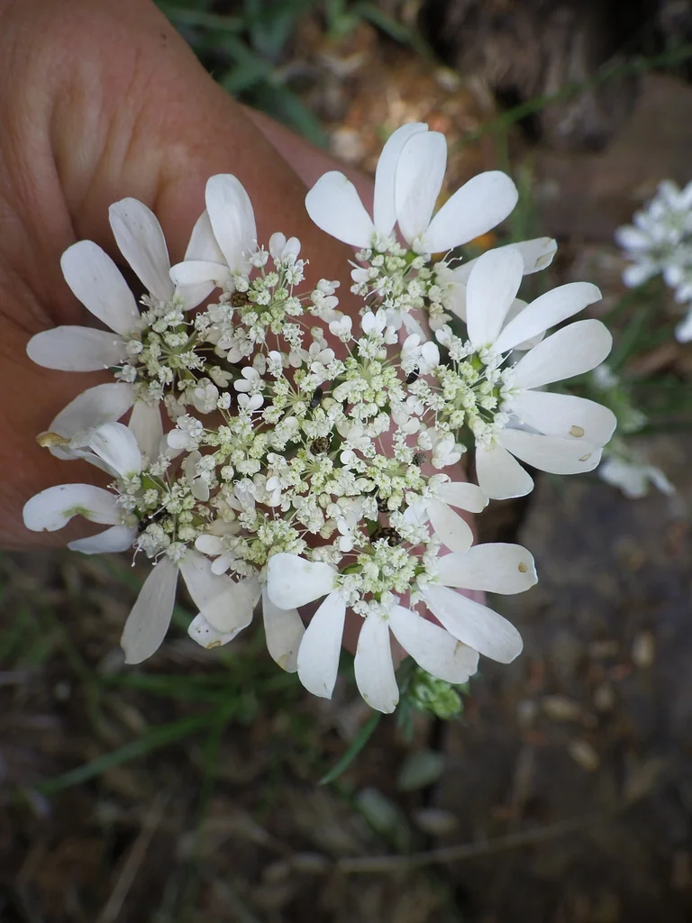 Orlaya Grandiflora