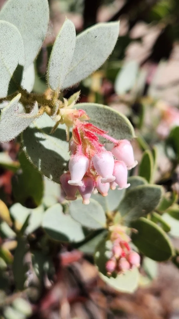 Arctostaphylos Pringlei