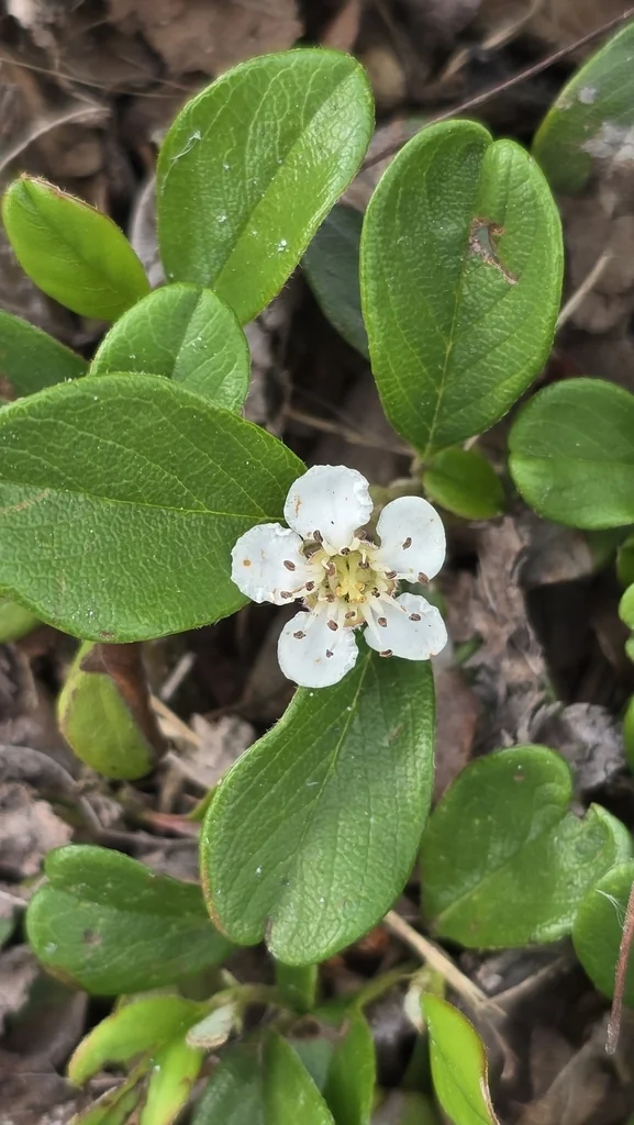 Cotoneaster Dammeri