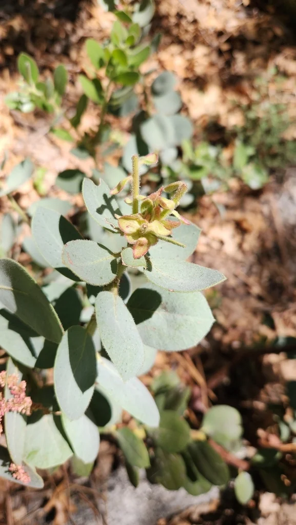 Arctostaphylos Pringlei
