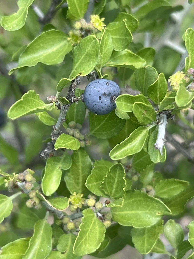 Ziziphus Obtusifolia