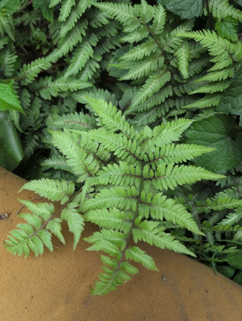 Athyrium niponicum