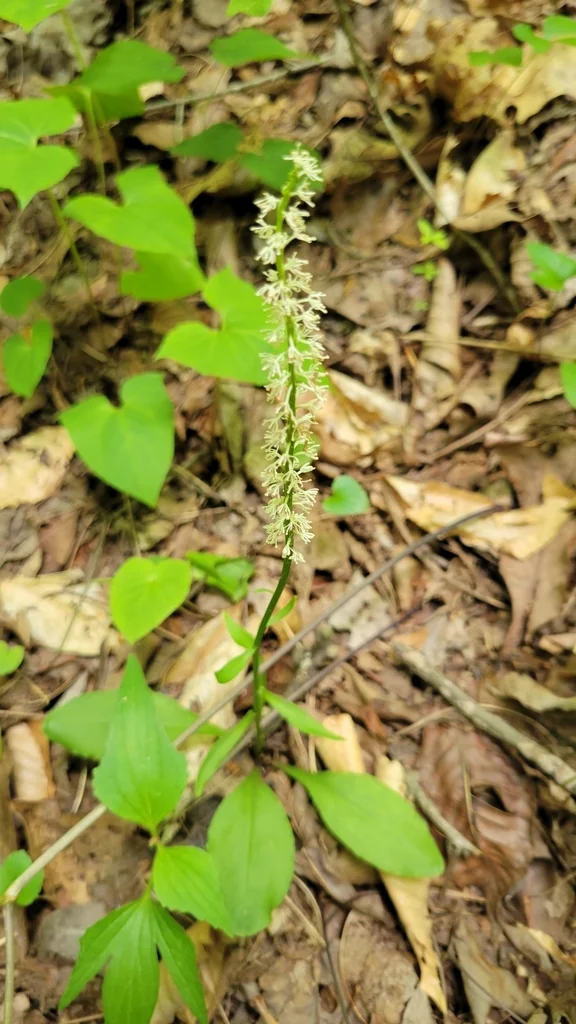 Chamaelirium Luteum