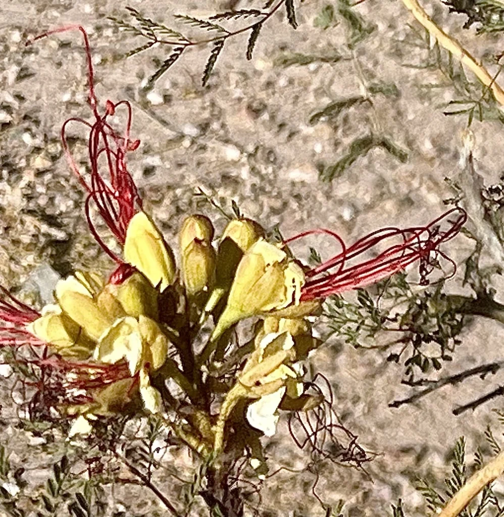 Caesalpinia Gilliesii