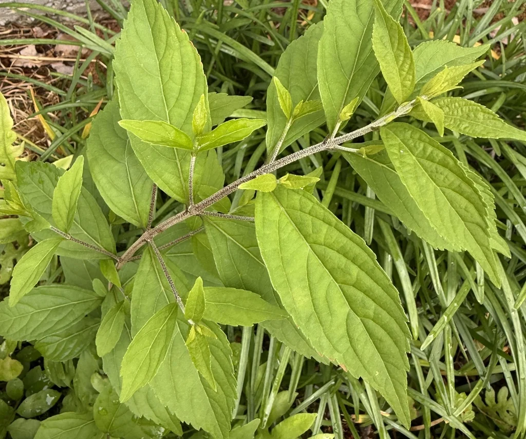 Callicarpa Dichotoma