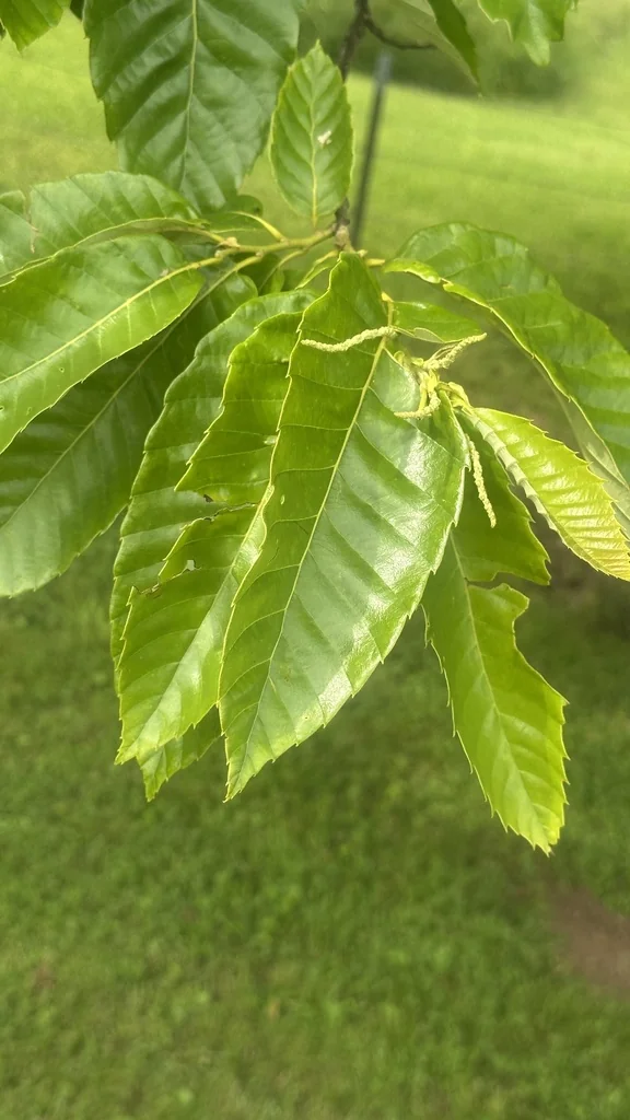 Castanea Mollissima