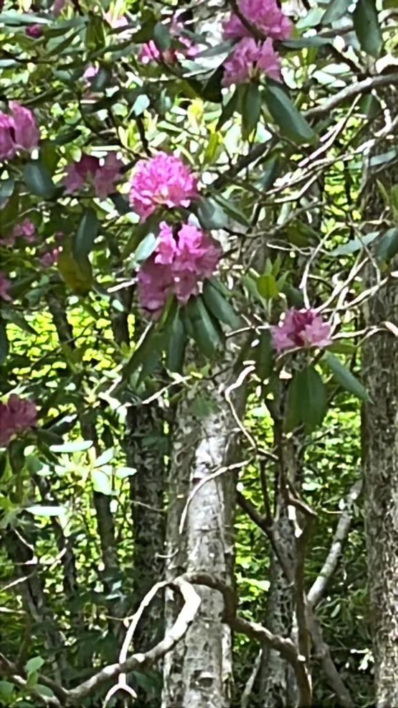 Rhododendron Catawbiense