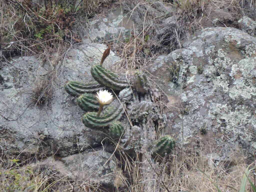 Echinopsis Candicans