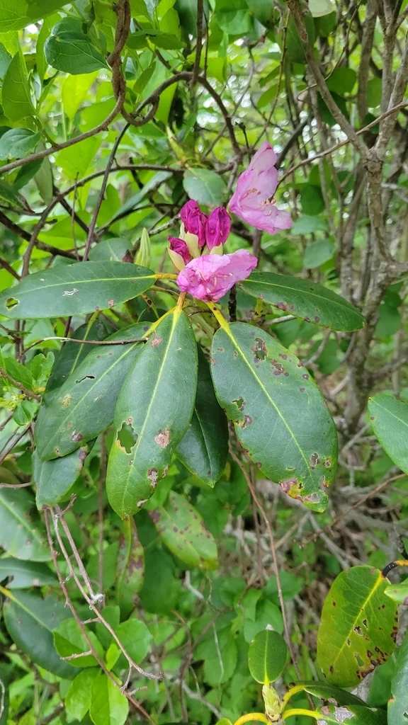 Rhododendron Catawbiense