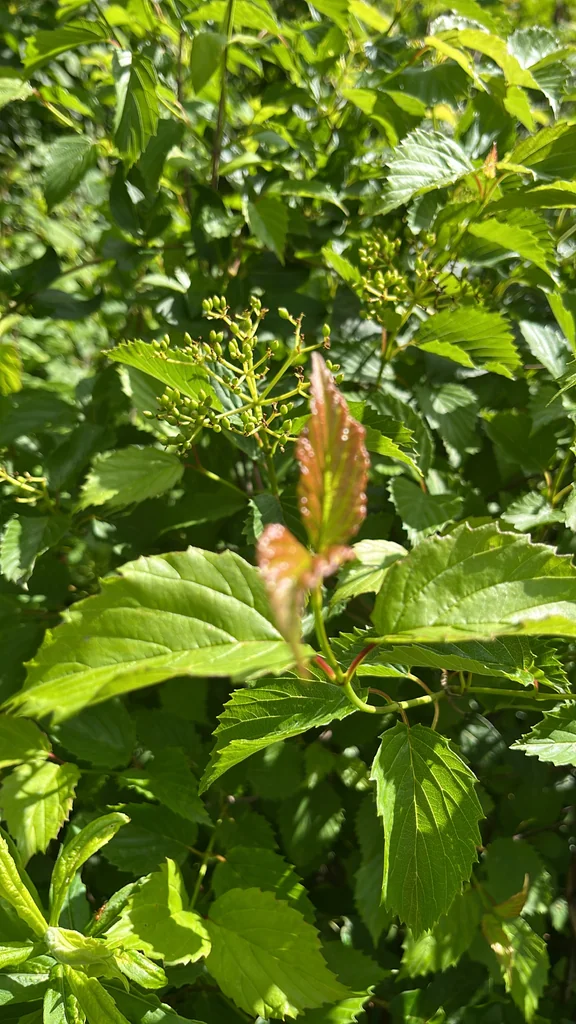 Viburnum Dentatum