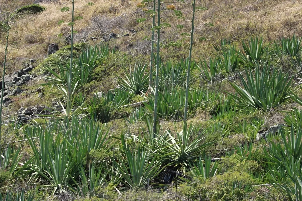Agave Sisalana