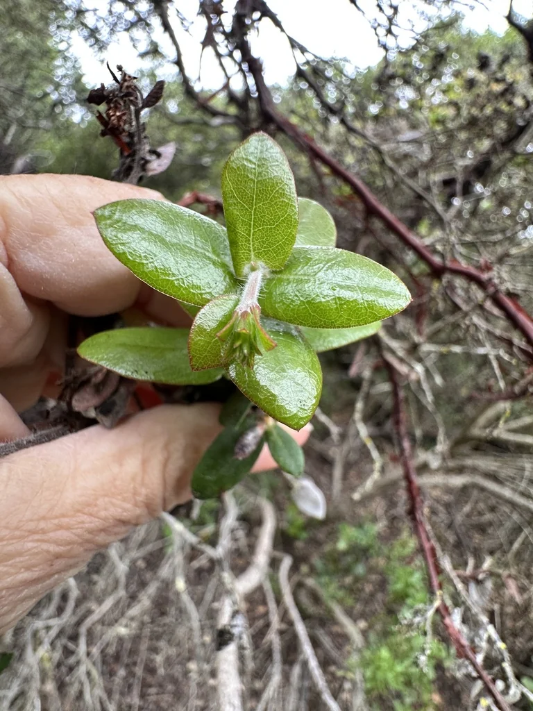 Arctostaphylos Pajaroensis