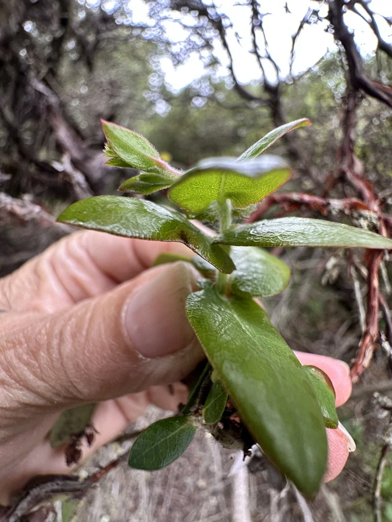 Arctostaphylos Pajaroensis