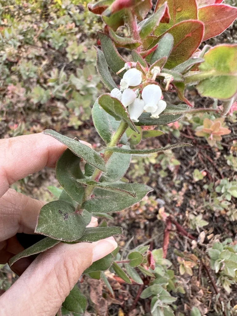 Arctostaphylos Pajaroensis