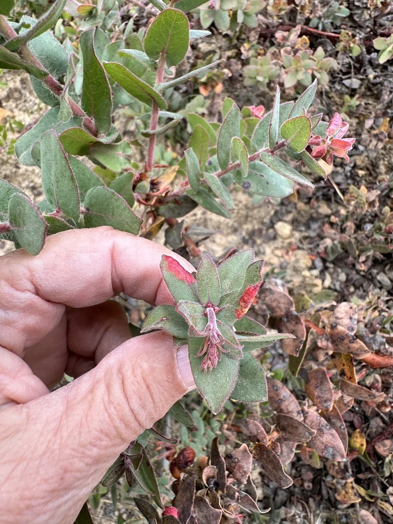 Arctostaphylos Pajaroensis