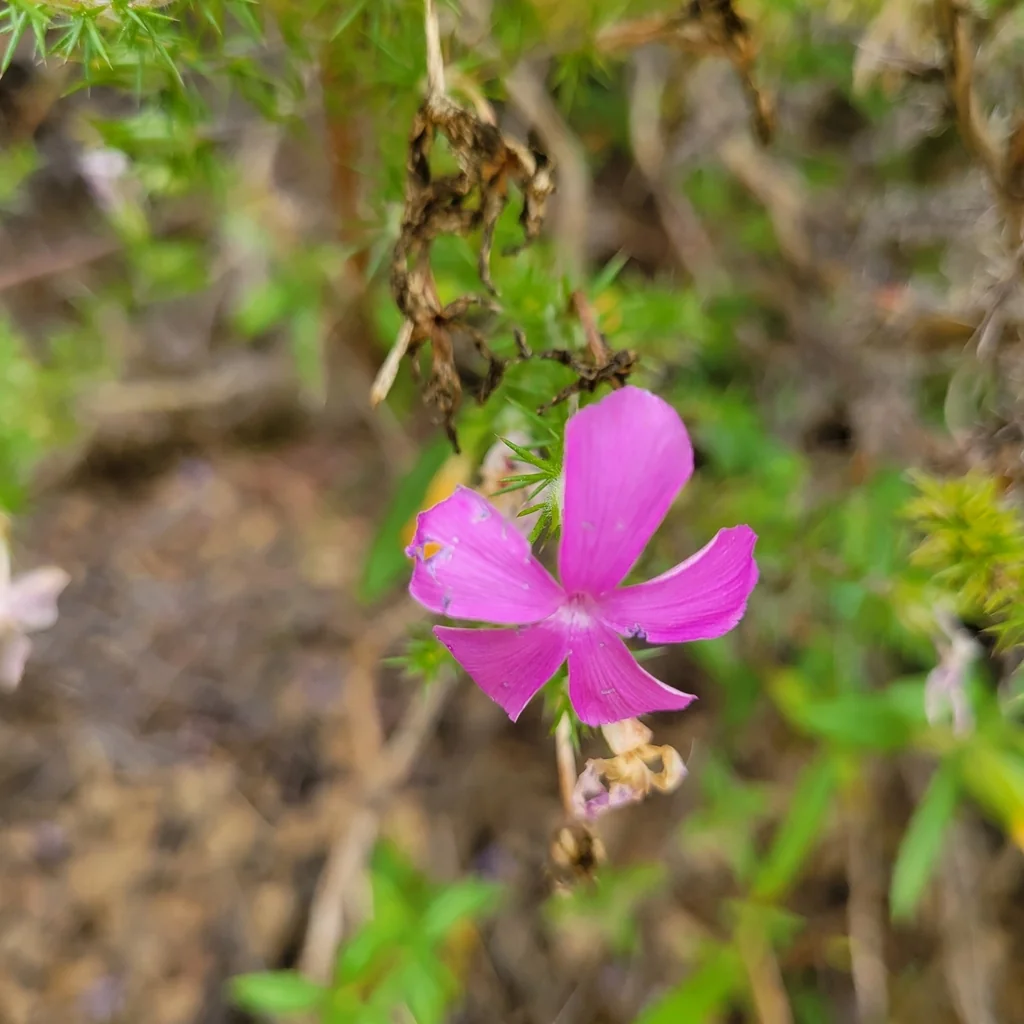 Linanthus Californicus