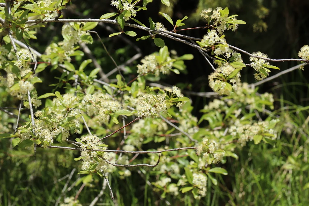 Prunus Emarginata