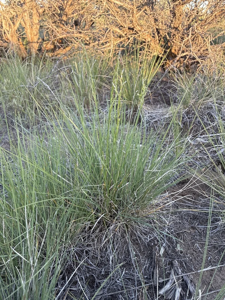 Poa Secunda