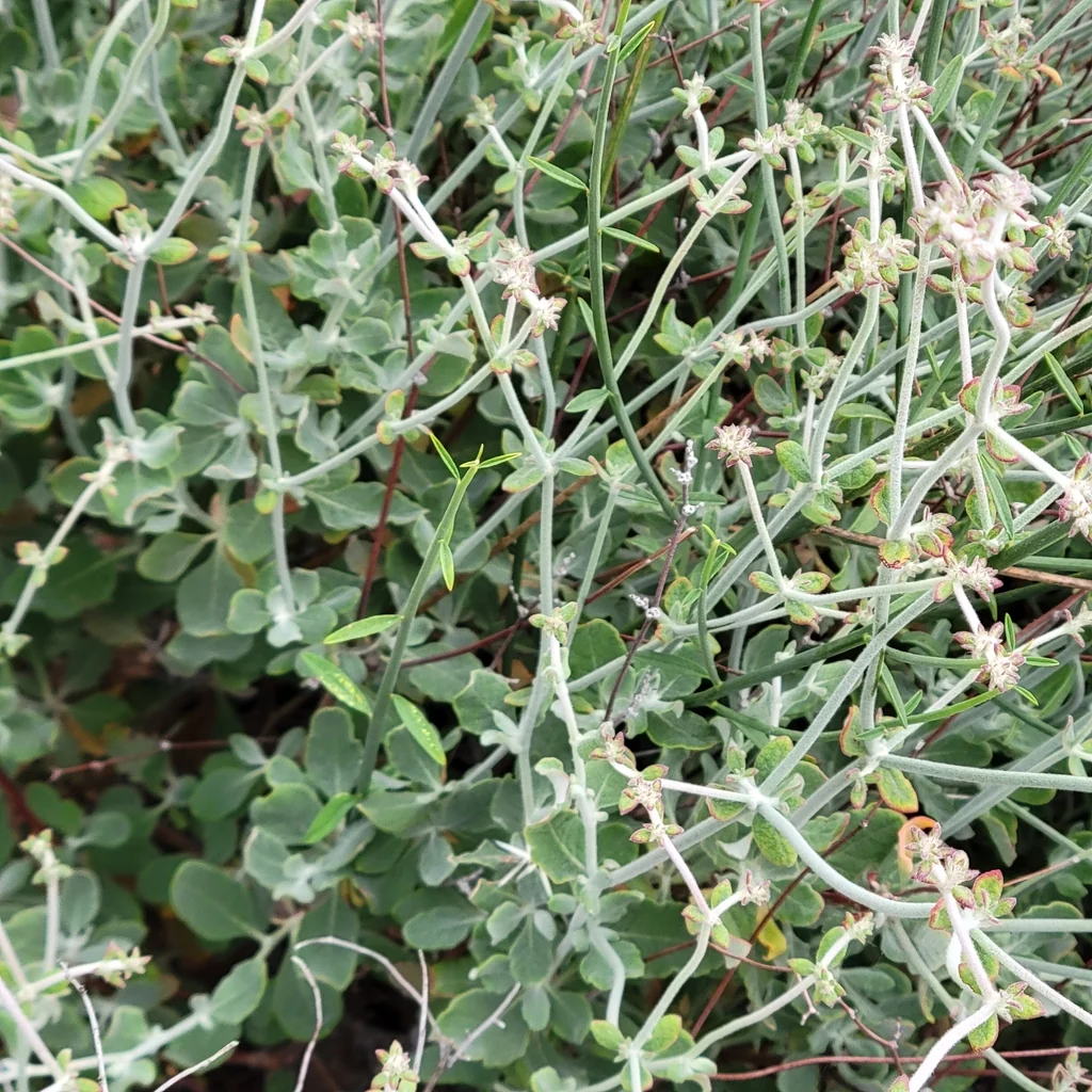 Eriogonum Cinereum