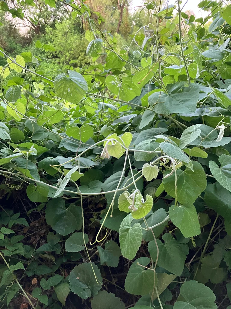 Vitis Californica