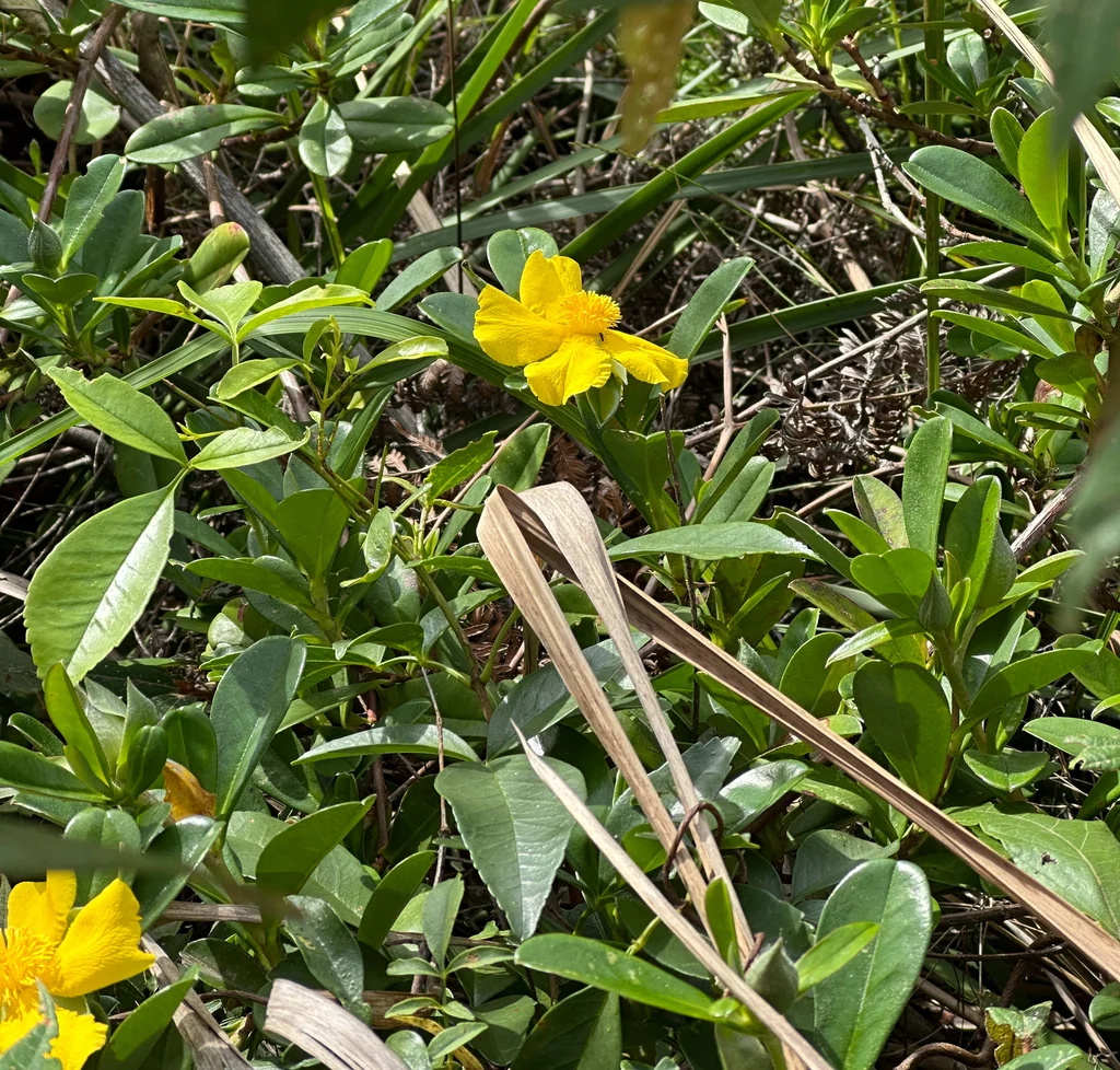 Hibbertia Scandens