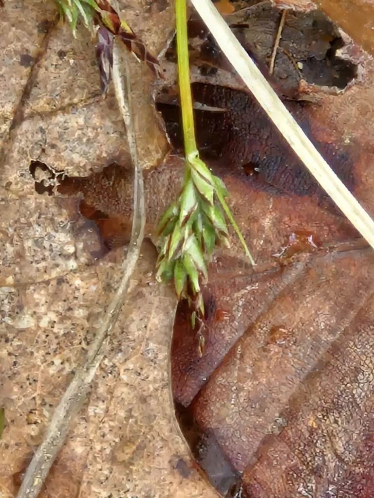 Carex Albicans
