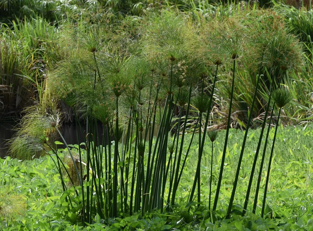Cyperus Papyrus